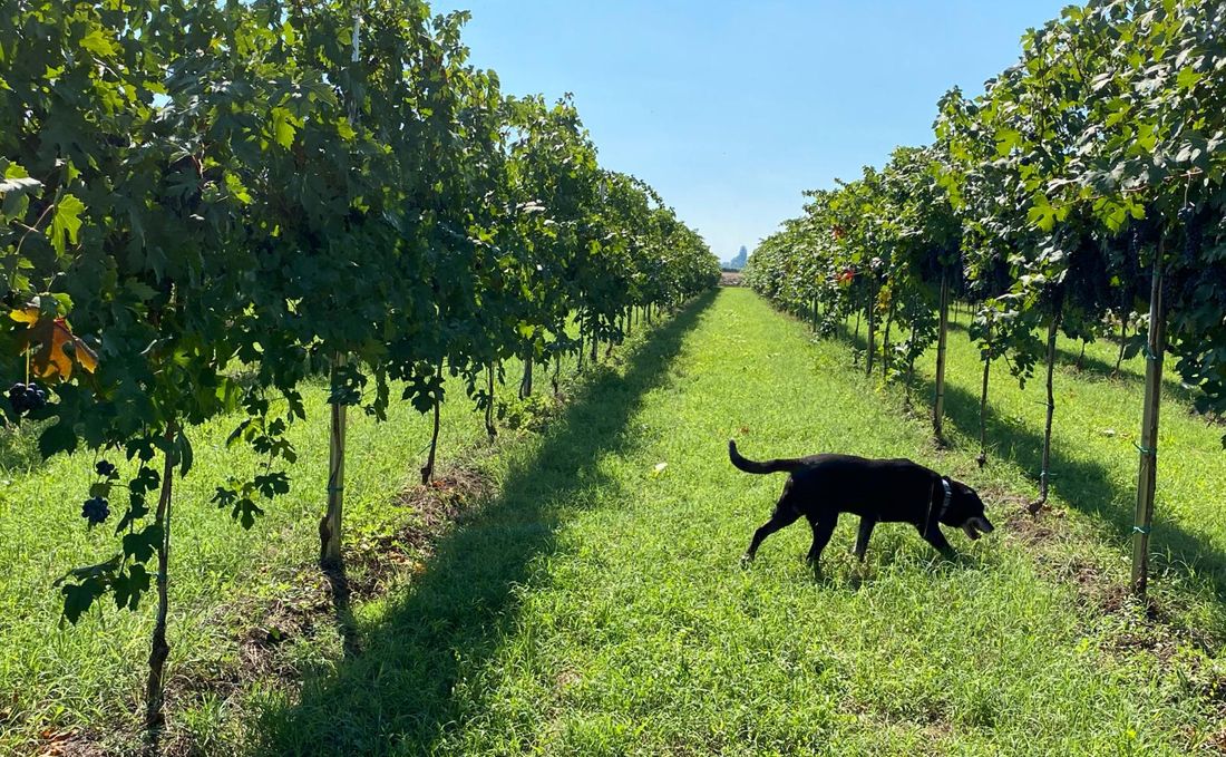 Il Lambrusco del Viottolo — la vigna